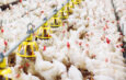 ผู้เลี้ยงไก่เนื้อแนะรัฐหนุนผลิตไก่ไร้คาร์บอนแข่งตลาดโลก
